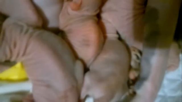 кормящая мама сфинкс смотреть онлайн