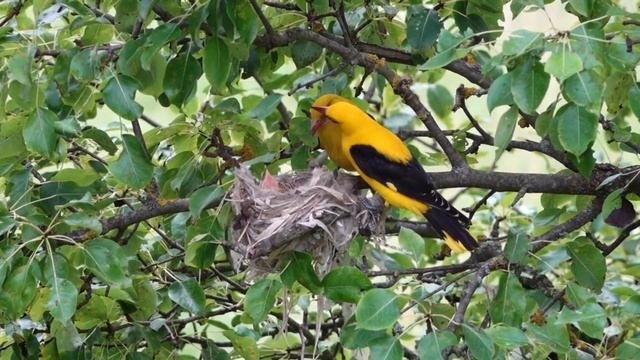"Иволга", слова Павла Барто, музыка Глеба и Юлии Курских смотреть онлайн