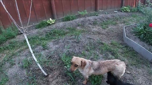 Пока работали, огород превратился в поле чудес! смотреть онлайн