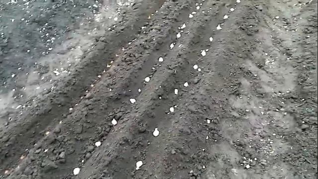 Посадка ЛУКА и ЧЕСНОКА под Зиму . Эксперимент Посев Чернушки Лука БАТУНА под ЗИМУ 17 октября 2020г смотреть онлайн