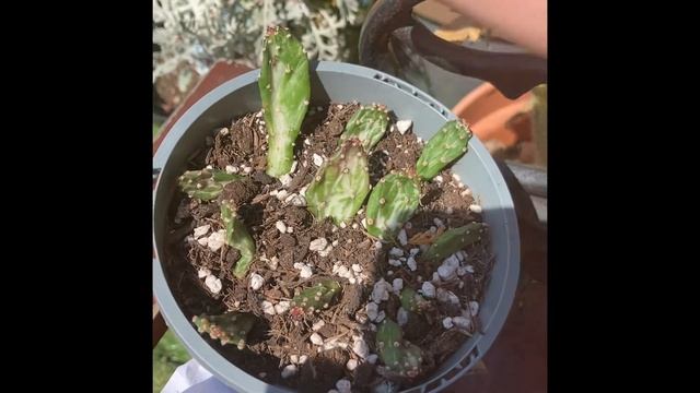 Update on my 2 week old opuntia monacantha drooping pear cactus cuttings смотреть онлайн