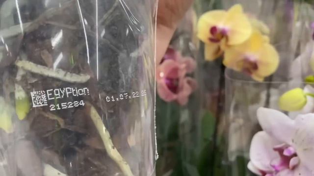 ОБЗОР ОРХИДЕЙ.Гомель, Евроопт в тц.МАНДАРИН и на ХАТАЕВИЧА.Речица Евроопт. 12.08.23г. смотреть онлайн
