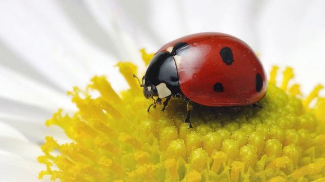 Ladybug Spirit Guide - Ask the Spirit Guides Oracle - Totem Animal, Power Animal - Magical Crafting смотреть онлайн