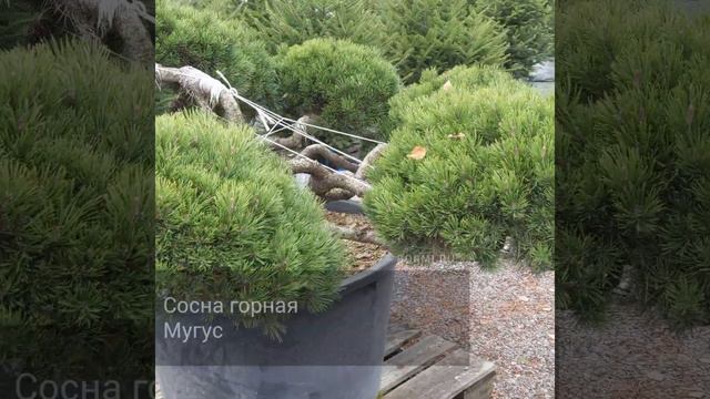 Сосна горная Мугус смотреть онлайн
