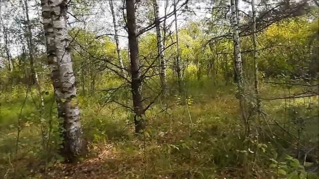 Неожиданные сюрпризы в новом лесу... смотреть онлайн