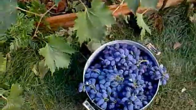 ВИНОГРАД СЕНТЯБРИНА - БУДЕМ ДЕЛАТЬ ВАРЕНЬЕ смотреть онлайн