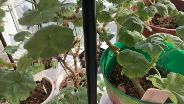 Сортовые пеларгонии?.Выход из зимовки в городе?️ смотреть онлайн