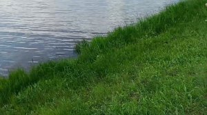 Рыбалка с рогаткой 2023(охота с рогаткой)Самодельный дротик(стрела)