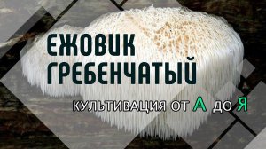 Как вырастить Ежевик (Ежовик) Гребенчатый дома. Мицелий lion's mane. Грибная ферма.
