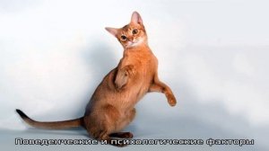 Кошка перестала ходить в лоток – почему и что делать?