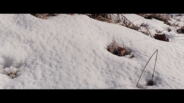 Canon 250D 4K video смотреть онлайн