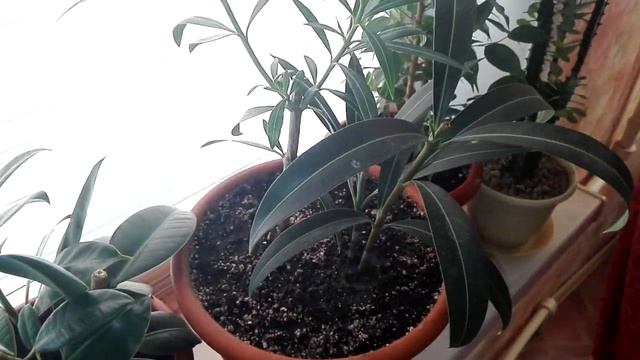 МОИ ПЕРЕСАЖЕННЫЕ ЦВЕТЫ смотреть онлайн