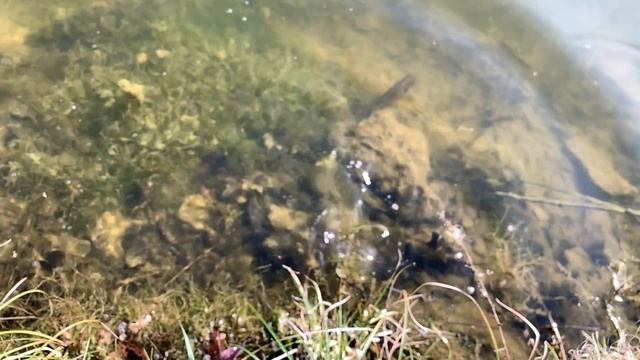 GULP MINNOWS Catch a lot of Fish | A Costly MISTAKE | A Fox Encounter смотреть онлайн