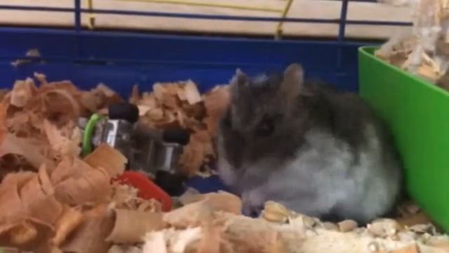 Вау!!! Супер прикол!!! Джунгарский хомячок танцует брейк данс. Wow!!! Hamster break dance смотреть онлайн