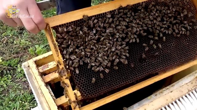 Перезимует такая пчелиная семья или нет смотреть онлайн