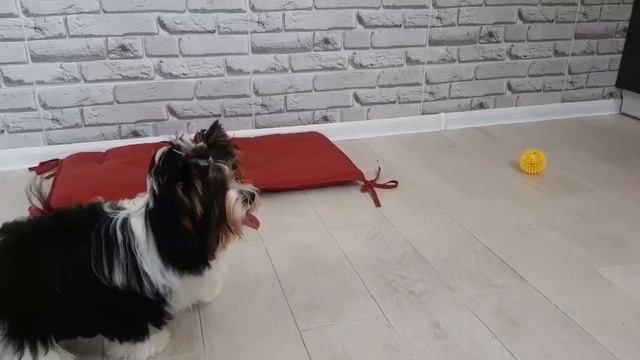 Бивер-йорк, 5,5 м, видео о собаках смотреть онлайн