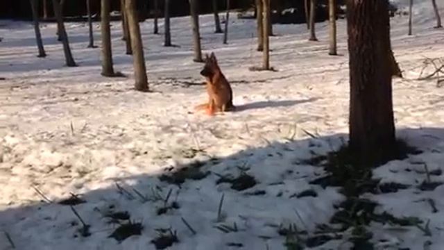 Giovedì,17.3.2016. Vedina e la magnolia stellata dal soave смотреть онлайн