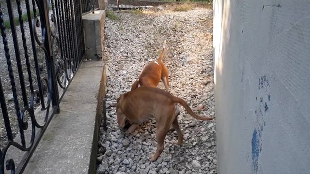 Топ 5 правил, как заметить что сук@ готова гулять , течка у собаки. смотреть онлайн