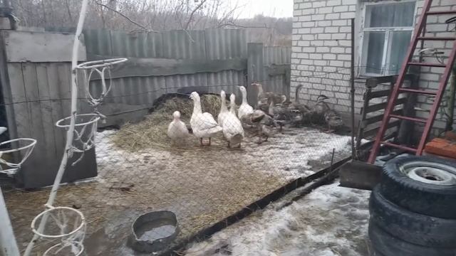 соединил две разные породы гусей смотреть онлайн