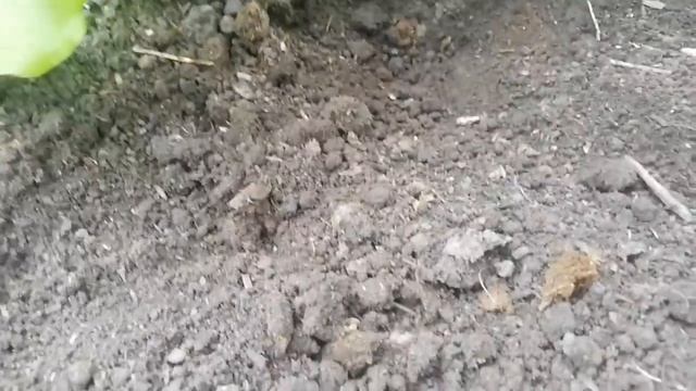 Как выглядит гнездо медведки# как избавиться от медведки. смотреть онлайн