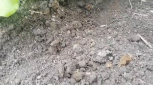 Как выглядит гнездо медведки# как избавиться от медведки.