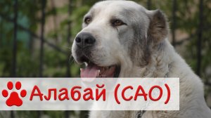 Алабай | Среднеазиатская овчарка | Все о породе