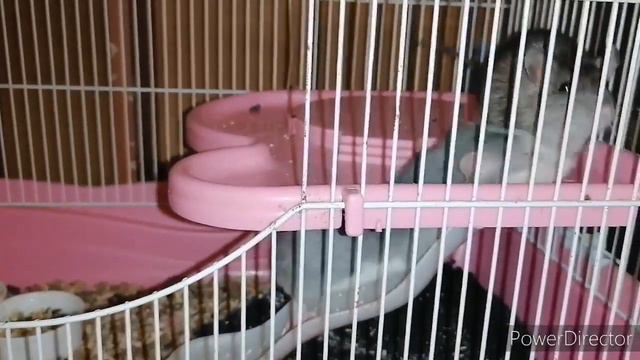 Наши крыски и старый шуша. смотреть онлайн
