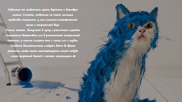 Как сделать дом безопасным для кошки How to make a home safe for a cat смотреть онлайн