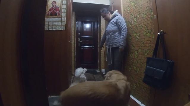 собираемся на прогулку с собаками смотреть онлайн