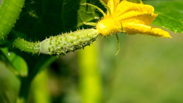 ОГУРЦЫ ЖЕЛТЕТЬ НИКОГДА НЕ БУДУТ, В АВГУСТЕ ПОДЛЕЙТЕ ЭТО ПОД ОГУРЦЫ, ПОДКОРМКА ОГУРЦОВ смотреть онлайн