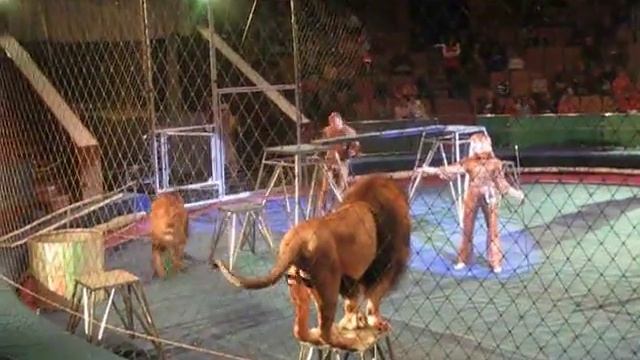 Лев напал на дрессировщика во Львовском цирке смотреть онлайн