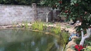 Берега Пруда / Как Оформить Берег Пруда на Даче Своими Руками