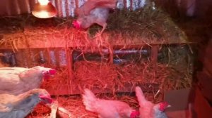 Содержание белых свиней зимой в Сибирь , без теплых стаек.