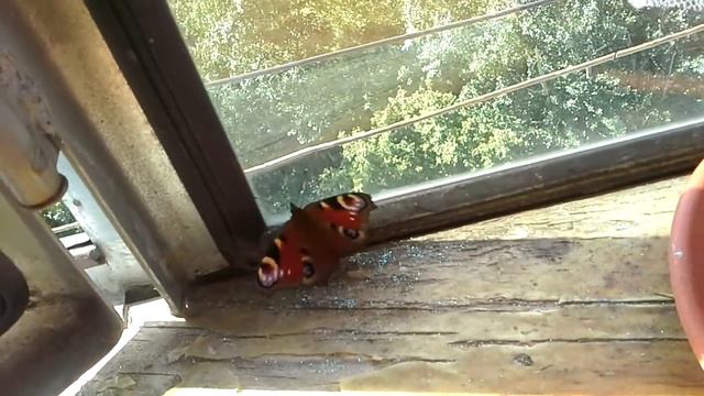 Моя домашняя бабочка правда. смотреть онлайн