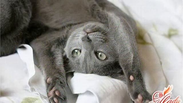 Варкалось, частушки смотреть онлайн