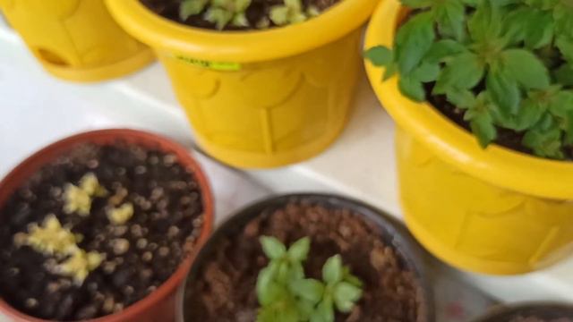 Какими разными могут быть листья у Ахименесов смотреть онлайн