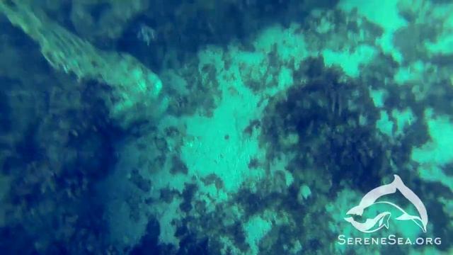 Приловленные дельфины на дне Чёрного моря — Центр «Безмятежное Море» смотреть онлайн