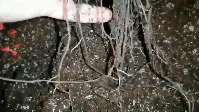Купила розы в январе, ранняя покупка роз в коробке. смотреть онлайн