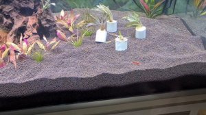 Запуск аквариума на 300 литров