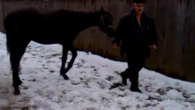 Продается кобылка смотреть онлайн