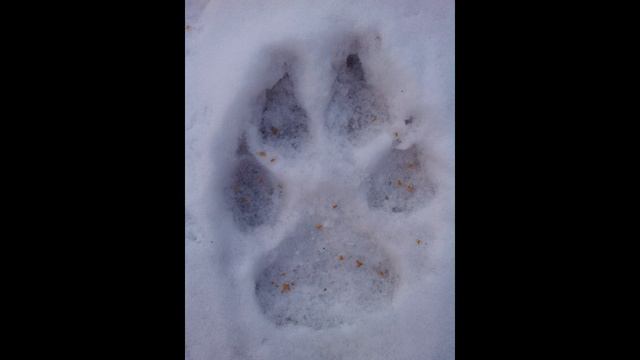 Волчий след смотреть онлайн