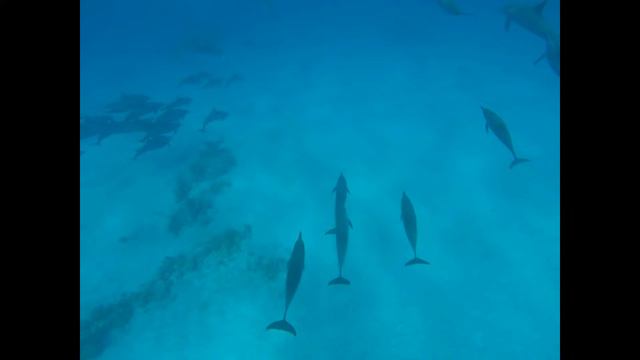 dive safari 2014. egypt. far south смотреть онлайн