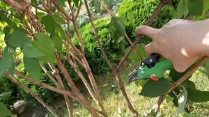 Летняя обрезка чубушника (садового жасмина)