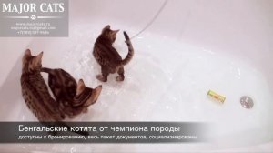 Бенгальские котята купаются в ванной