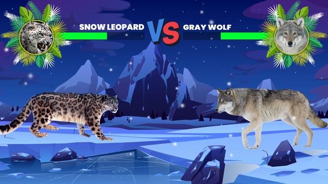 Snow Leopard Vs Gray Wolf
