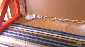 НОВЫЕ ИСПЫТАНИЯ ДЛЯ КУКИ!