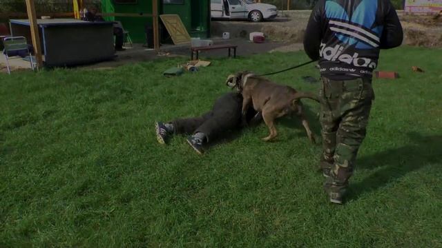 American Bulldog and Cane Corso Bandog protection Dogs смотреть онлайн