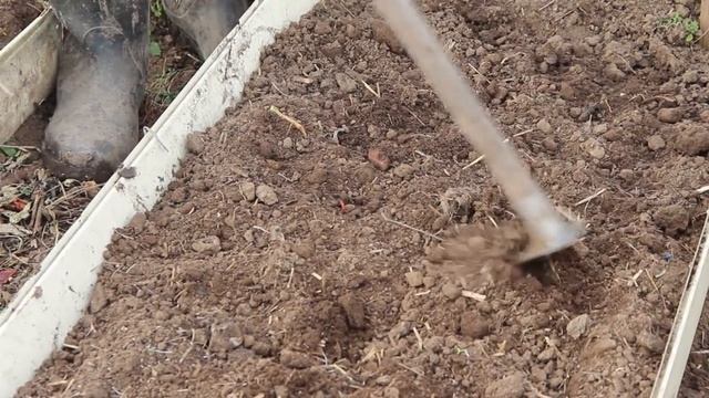 Посев Салата и Укропа. Способ для Ленивых. Севооборот в Теплице. смотреть онлайн