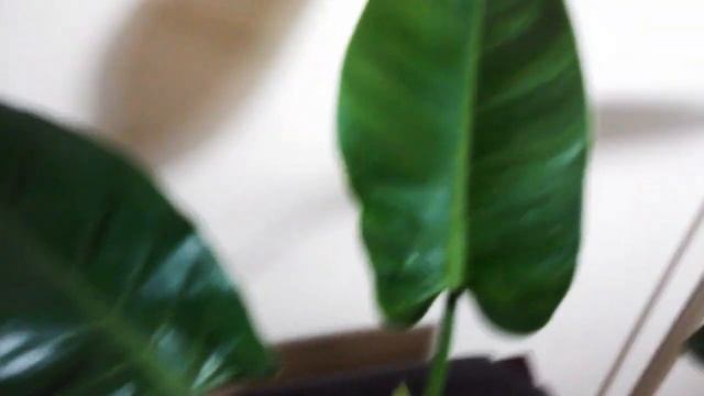 PHILODENDRON IMPERIAL GREEN ❤