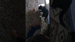 Такса против кота